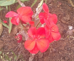 Pelargonium