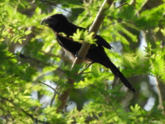 Crotophaga sulcirostris