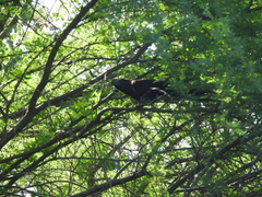 Crotophaga sulcirostris