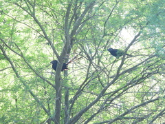 Crotophaga sulcirostris
