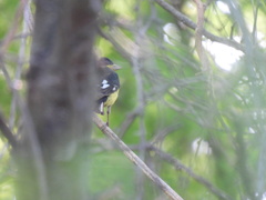 Spinus psaltria