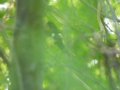 Spinus psaltria