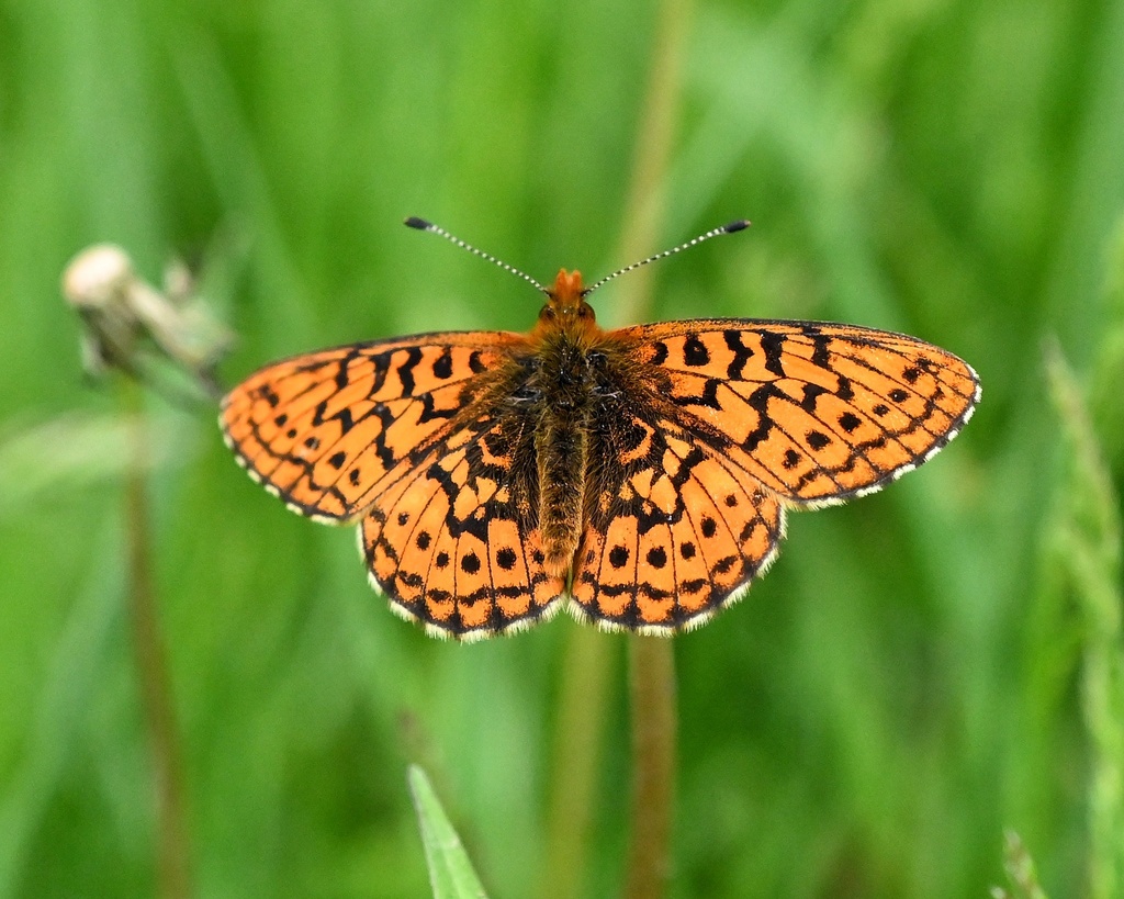 Relict Fritillary