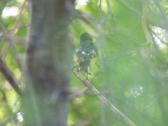 Spinus psaltria