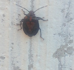 Antiteuchus tripterus