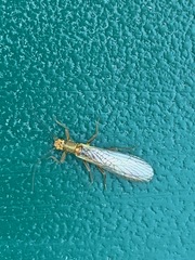 Plecoptera