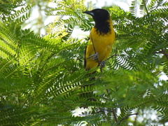 Icterus graduacauda