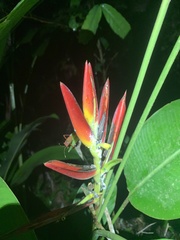 Heliconia episcopalis