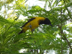 Icterus graduacauda