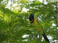 Icterus graduacauda