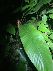 Heliconia episcopalis