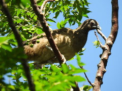 Ortalis vetula