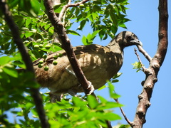 Ortalis vetula