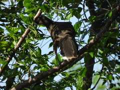 Ortalis vetula