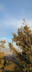 Cupressus forbesii