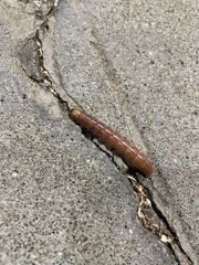 Litoprosopus coachella