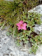 Potentilla nitida