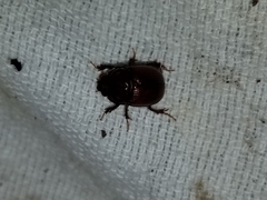 Odonteus
