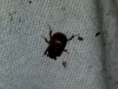 Odonteus