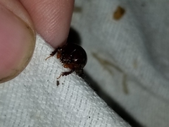 Odonteus