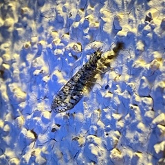 Eremochrysa punctinervis