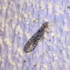 Eremochrysa punctinervis