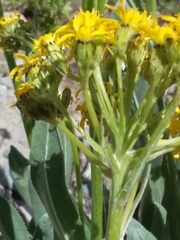 Senecio atratus