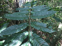 Pometia pinnata