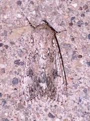 Anarta inconcinna