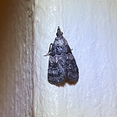 Satole ligniperdalis