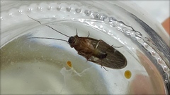 Latindia mexicanus
