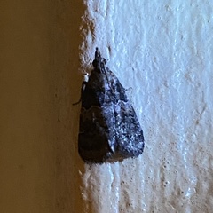 Satole ligniperdalis