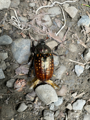 Cheirotonus formosanus