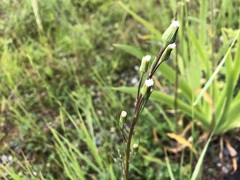 Erigeron lonchophyllus