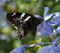 Codatractus arizonensis