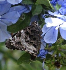 Codatractus arizonensis