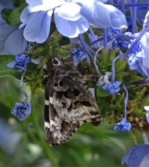 Codatractus arizonensis