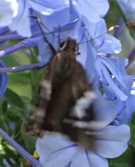 Codatractus arizonensis