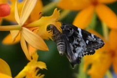 Codatractus arizonensis