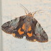 Hawthorn Underwing Moth - Photo (c) Susan Elliott, some rights reserved (CC BY-NC), uploaded by Susan Elliott