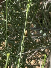 Trirhabda geminata