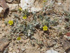 Potentilla pseudosericea