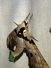 Adhemarius gannascus
