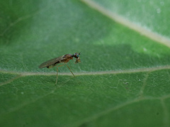 Phyllodromia melanocephala