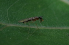 Phyllodromia melanocephala