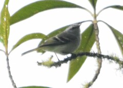 Mecocerculus stictopterus