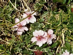 Potentilla nitida