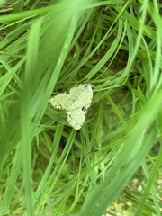Leuconycta