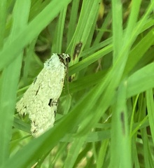 Leuconycta