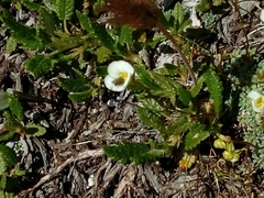 Potentilla nitida